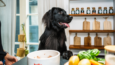 Futterumstellung beim Hund und wie man es richtig macht!