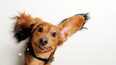 Wenn's im Ohr juckt: Ohrenentzündungen beim Hund erkennen, vermeiden und behandeln