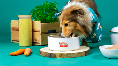 Was tun, wenn dein Hund nicht mehr frisst?