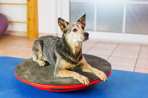 Physiotherapie bei Hunden - Ein Trend oder wirkliche Hilfestellung?