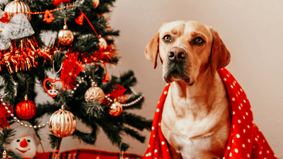 Frohe Pfoten: Alles für ein fröhliches und sicheres Weihnachtsfest mit deinem Hund