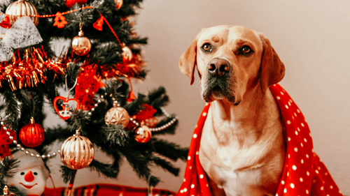 Frohe Pfoten: Alles für ein fröhliches und sicheres Weihnachtsfest mit deinem Hund