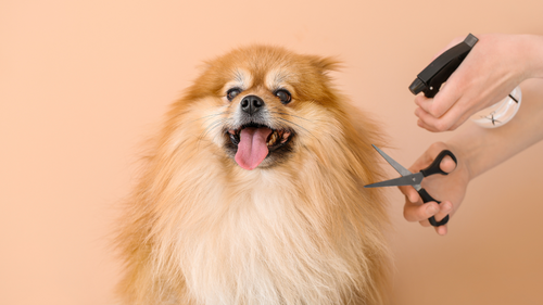 Hundefell: So betreibst du die richtige Fellpflege bei deinem Hund!