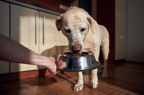 Alles zur richtigen Labrador- Ernährung!