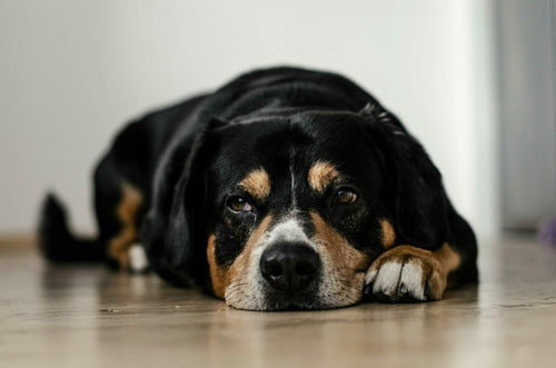 Dein Hund erbricht? Hier sind Sofortmaßnahmen und 4 effektive Tipps