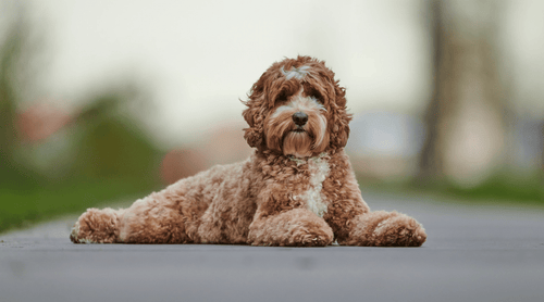 Labradoodle Futter: Die beste Ernährung für deinen Vierbeiner