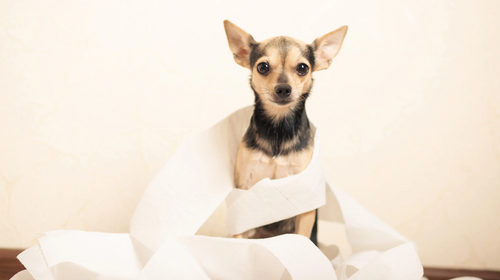 Wenn dein Hund Durchfall hat, ist HelloBello die Beste Lösung!