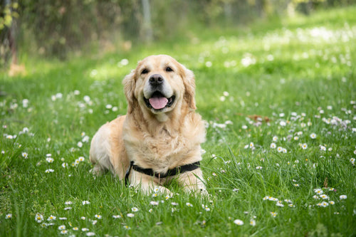 Golden Retriever: 14 Fragen und Antworten zur Hunderasse