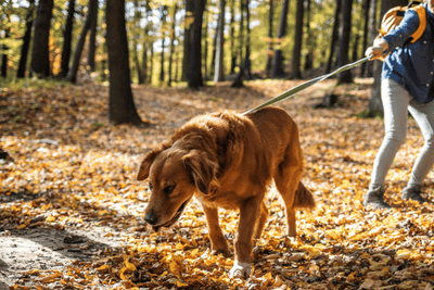 Der Leinenkampf: Warum Hunde an der Leine ziehen und wie du es stoppen kannst!