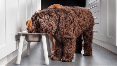 So erkennst du wirklich gutes Hundefutter – ein Leitfaden für Hundebesitzer