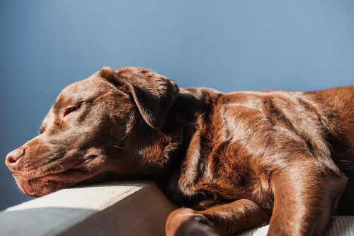 Labrador: Die 13 häufigsten Fragen